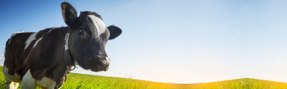 COLIPRIM SOLUCION ORAL Antibióticos